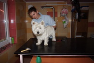 West Highland White Terrier 'westie' a kutyakozmetikában
