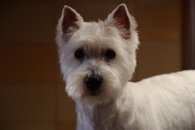 West Highland White Terrier 'westie' a kutyakozmetikában